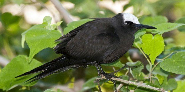 White-capped noddy (Anous minutus), perched. Heron Island, Capricorn-Bunker Group, Great Barrier Reef, Queensland, Australia. (Photo by Auscape/UIG via Getty Images)
