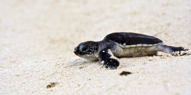 Green turtle (Chelonia mydas), hatchling. Heron Island, Capricorn-Bunker Group, Great Barrier Reef, Queensland, Australia. (Photo by Auscape/UIG via Getty Images)