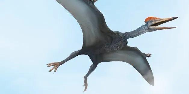 Species New to Science: [Paleontology • 2014] Kryptodrakon progenitor • The  Earliest Pterodactyloid (Pterosauria: Pterodactyloidea) from the  terrestrial Middle-Upper Jurassic boundary of Northwest China and the  Origin of the Group