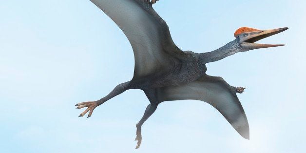 Meet Kryptodrakon: Oldest Known Pterodactyl Found in China