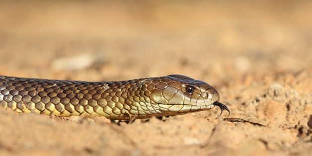 This magnificent Mulga Snake (also known as King Brown Snake) was over 2m in length and seemed quite unconcerned by my presence as it hunted near the sheep yards at Bowra Station near Cunnamulla, Qld. I managed to get a couple of clear shots as moved among the tussocks and rocks.