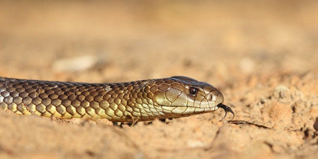 This magnificent Mulga Snake (also known as King Brown Snake) was over 2m in length and seemed quite unconcerned by my presen