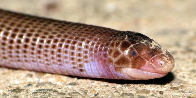 The Amphisbaenidae are a family of amphisbaenians, commonly known as worm lizards. They are found in North and South America, some Caribbean islands, and in sub-Saharan Africa. One primitive and somewhat aberrant genus, Blanus, is native to Europe, and may represent a distinct family.Members of the family are limbless, burrowing, lizard-like reptiles with a carnivorous diet. Some species have spade-like heads, while others have a narrow crest.source: en.wikipedia.org/wiki/Amphisbaenidae