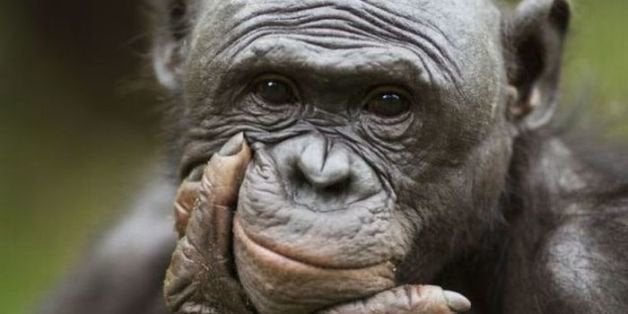 Mandatory Credit: Photo by Anup Shah and Fiona Rogers / Rex Features (1289286bt). . Primate Portraits That Are 97% Human. The