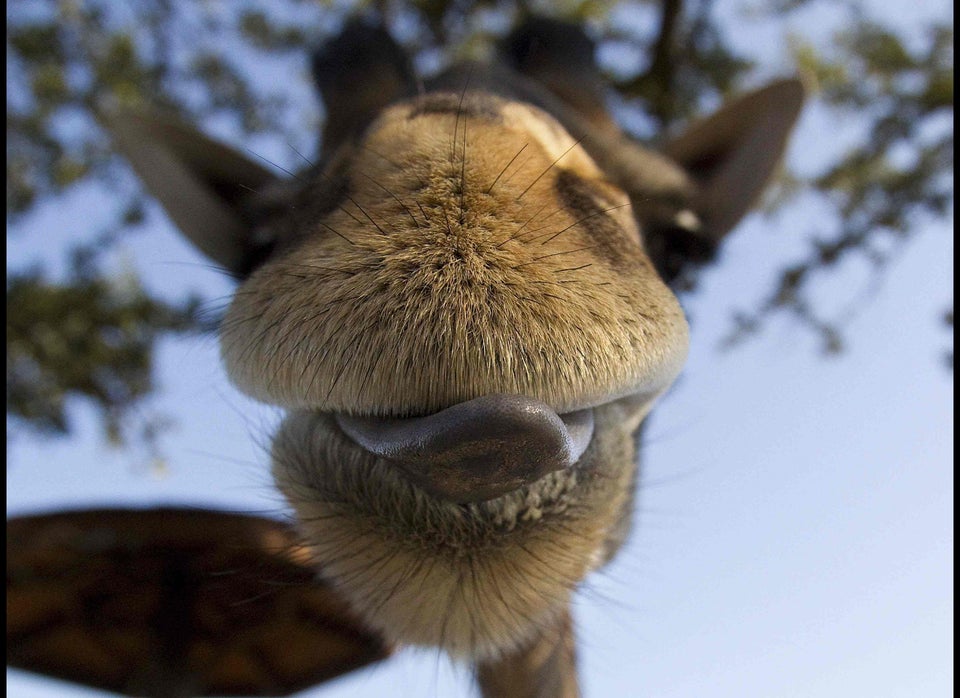 Giraffe With Crooked Neck Keeps His Chin Up, Giraffes Like A Champ
