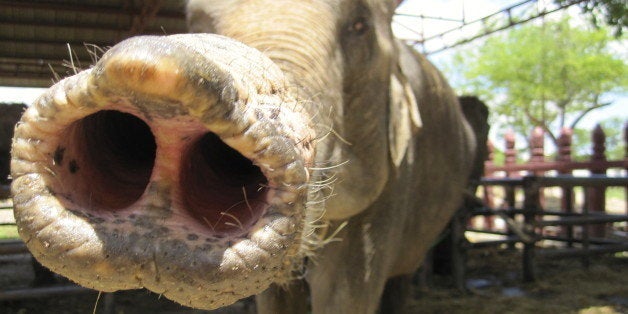 Elephant's big nose wins most sensitive sniffer