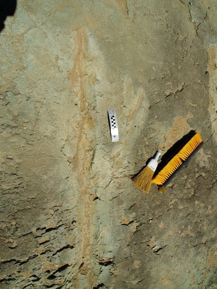 Ancient tracks unearthed in Utah: