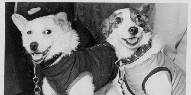 Belka and Strelka, Russian cosmonaut dogs, 1960. Belka and Strelka flew into Earth orbit on board Sputnik 5 on 19 August 1960