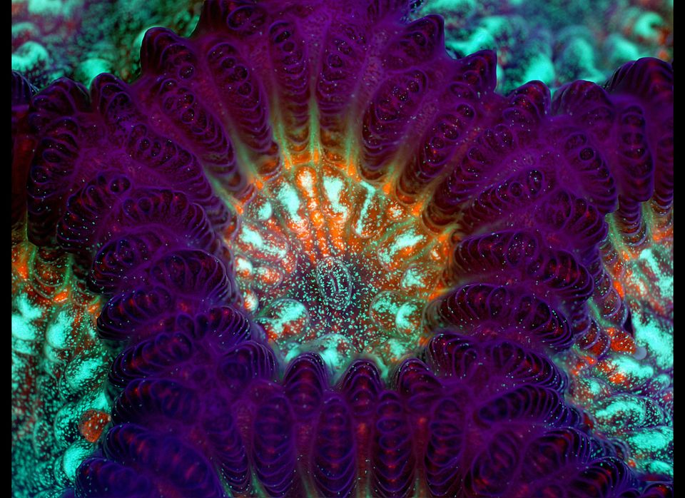 Green Brain Coral Under Water