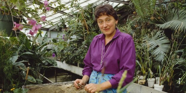 American biologist Lynn Margulis at work in a greenhouse, circa 1990. (Photo by Nancy R. Schiff/Getty Images)