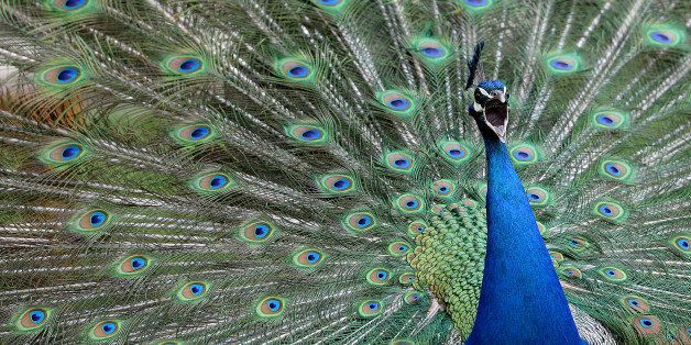 A male peacock displays its tail feathers and shakes them to attract the attention of female peacocks at Gut Aiderbichl in Henndorf, Austrian province of Salzburg, Saturday, April 26, 2014. Gut Aiderbichl is a place of mercy for rescued animals. (AP Photo/Kerstin Joensson)