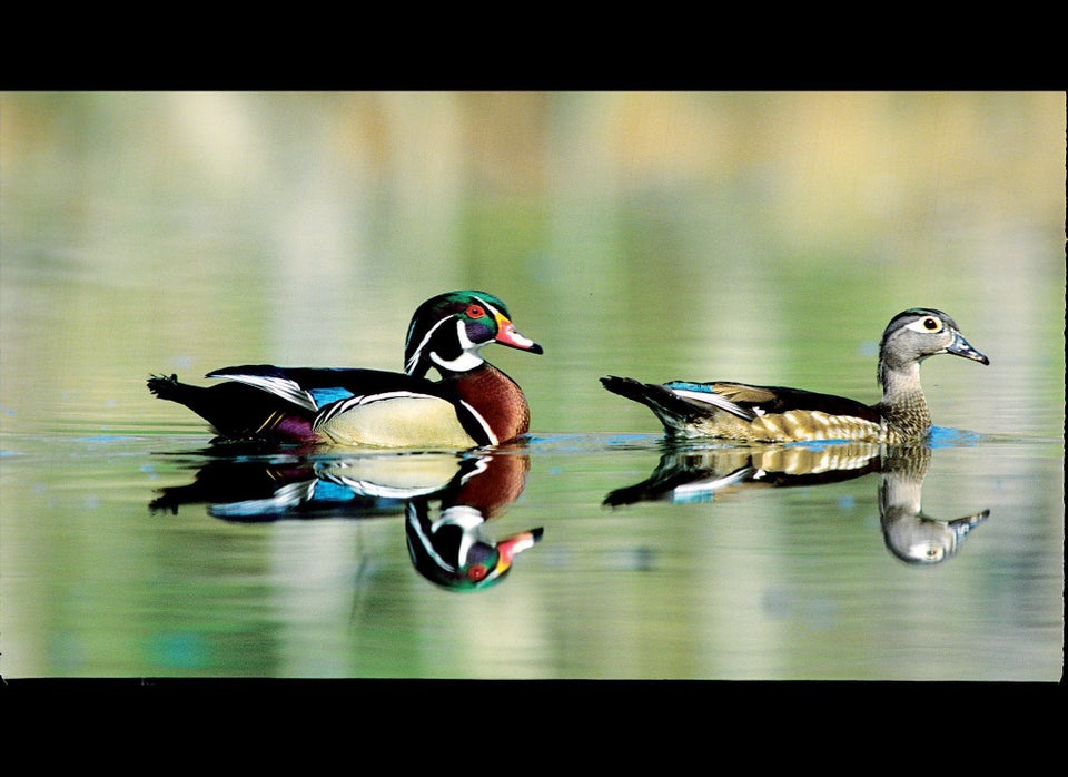 Wood Duck