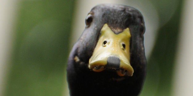 Here's How Birds Make Do Without External Ears | HuffPost Impact Here's How Birds Make Do Without External Ears | HuffPost Impact