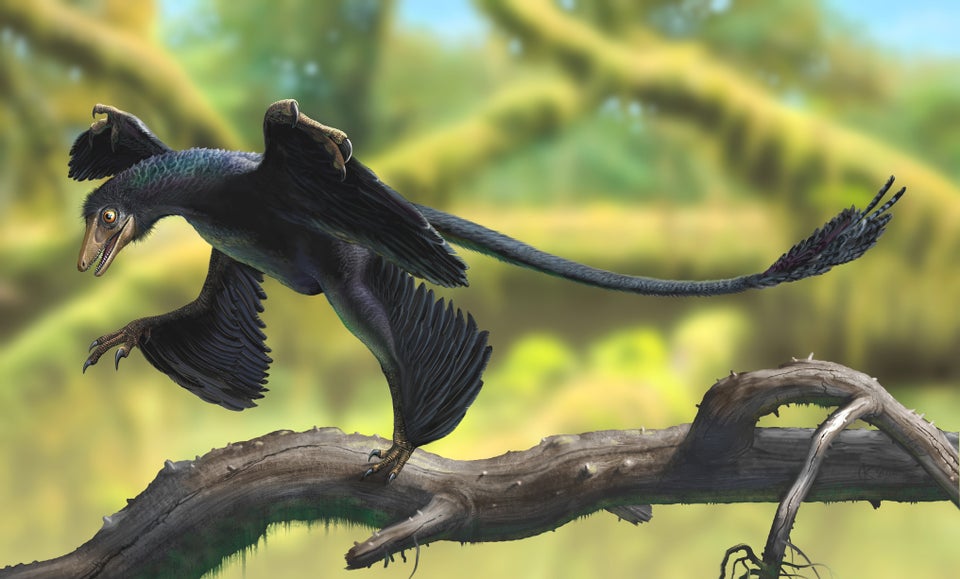 microraptor planet dinosaur