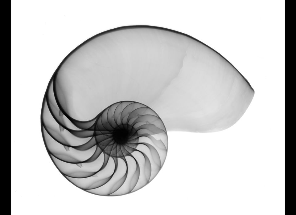Beautiful X-Ray Images Of Seashells And Fossils