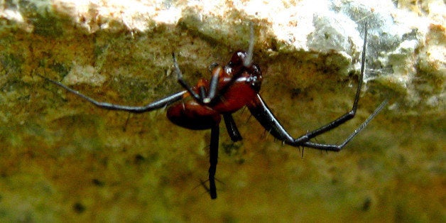 This species of spider originally lives on tree trunks.But I found hundreds of them "sitting" on this chalet wall in Tawau Hill Park Forest Reserve.It is possible that they migrated to live on this "man-made habitat" because it camouflages them better than trees.This male of the Ornamental Tree-Trunk Spider species is rare. I've seen hundreds of the females but only two males.Name: Araneae > Araneomorphae > Entelegynes > Araneidae > Herennia ornatissima a.k.a. H. multipunctaSize: About 5mm.Sex / Gender: MaleLocation: Tawau Hill Park hostel walls, Tawau, Sabah, Malaysia.Date: 1 November 2009