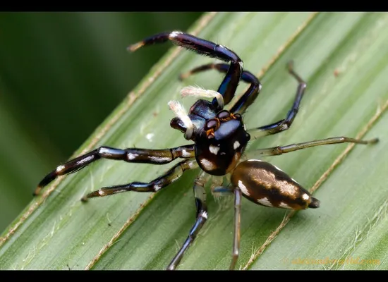 Study Finds Even Spiders Get Grumpy When They're Alone Too Long