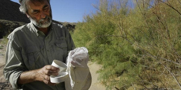 VIRGIN GORGE, AZ - SEPTEMBER 21: Tom Dudley, an ecologist with UC Santa Barbara, collects the Diorhabda elongata, a tiny beetle that feeds on the invasive tamarisk tree on the riverbank in Virgin Gorge, Arizona. The plant is sucking prodigious amounts of precious water out of streams across Nevada and the West and the tiny beetle was released into strategic areas with hope that it will ultimately kill the invasive tamarisk tree. (Photo by Tony Avelar/The Christian Science Monitor/Getty Images)