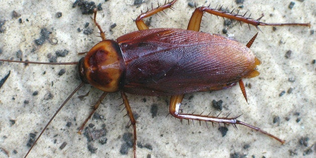 Bugguide info page found here: <a href="http://bugguide.net/node/view/31622" role="link" class=" js-entry-link cet-external-link" data-vars-item-name="bugguide.net/node/view/31622" data-vars-item-type="text" data-vars-unit-name="5baec540e4b014374e2f547b" data-vars-unit-type="buzz_body" data-vars-target-content-id="http://bugguide.net/node/view/31622" data-vars-target-content-type="url" data-vars-type="web_external_link" data-vars-subunit-name="article_body" data-vars-subunit-type="component" data-vars-position-in-subunit="0">bugguide.net/node/view/31622</a>