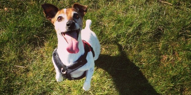 Smiling dog standing on two legs