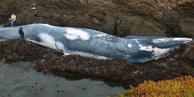 A 70-foot female blue whale, that officials believe was struck by a ship, is seen washed ashore on the Northern California coast Tuesday, Oct. 20, 2009, near Fort Bragg, Calif. Officials with the National Oceanic and Atmospheric Administration say the whale was spotted on the shores near Fort Bragg in Mendocino County Monday night, hours after an ocean survey vessel reported hitting a whale a few miles away. The dead animal has a gash on its back estimated to be more than 8 feet long. (AP Photo/Larry Wagner)