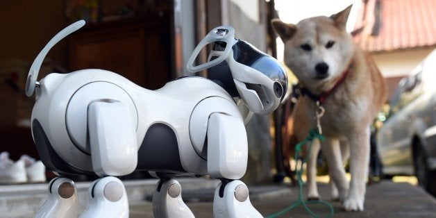 TO GO WITH AFP STORY: Lifestyle-electronics-Japan-robot-Sony by Miwa SuzukiAIBO (L) plays beside 'Kuma,' the Shiba Inu (R) after the funeral for 19 Sony's pet robot AIBOs at the Kofuku-ji temple in Isumi, Chiba prefecture on January 26, 2015. Sony rolled out the first-generation AIBO in June 1999, with the initial batch of 3,000 selling out in just 20 minutes, despite the hefty 250,000 yen (more than 2,000 USD) price tag. AFP PHOTO / TOSHIFUMI KITAMURA (Photo credit should read TOSHIFUMI KITAMURA/AFP/Getty Images)