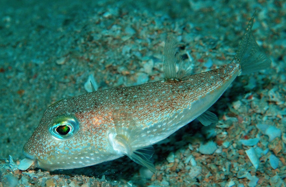 Torquigener albomaculosus