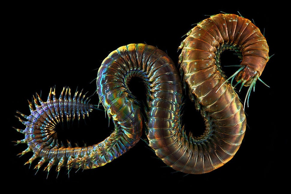 Bizarre Photos Of Underwater Worms Prove Nature Can Outdo Your Wildest Fantasies HuffPost