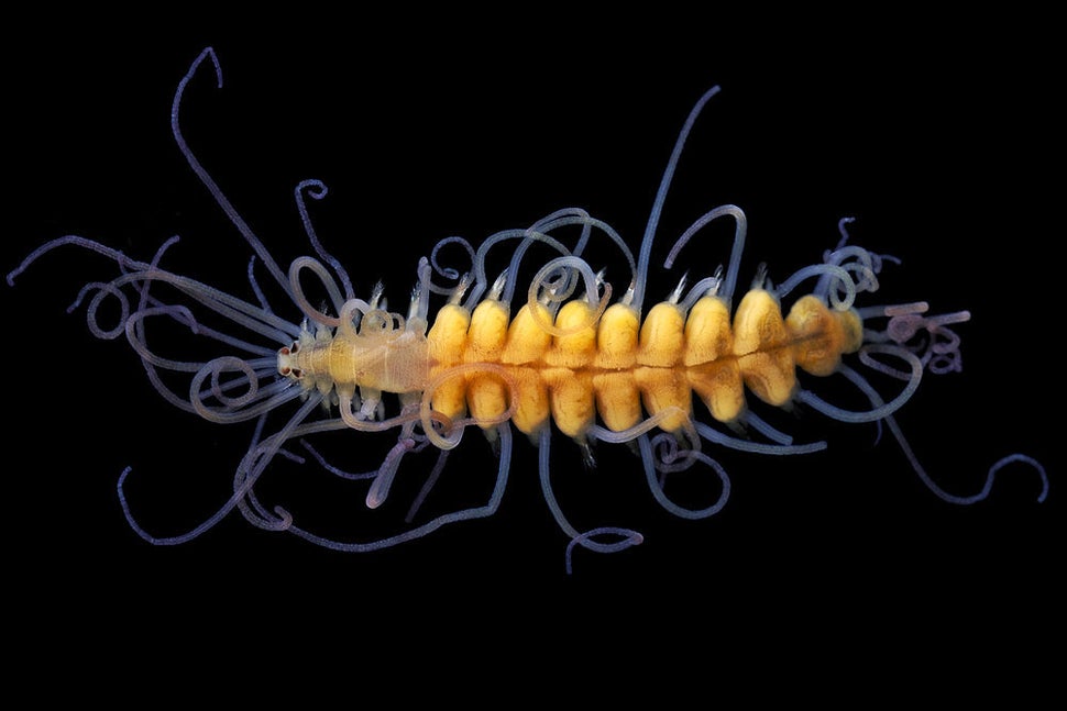 Bizarre Photos Of Underwater Worms Prove Nature Can Outdo Your Wildest Fantasies HuffPost
