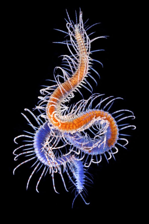 Aquatic Worm Species Can Inject Its Own Head With Sperm To Reproduce Scientists Discover Huffpost