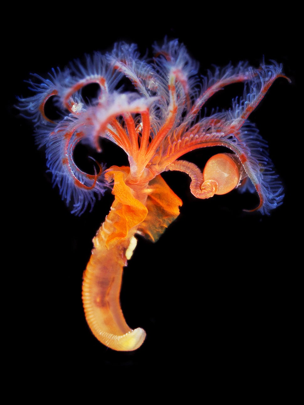 Bizarre Photos Of Underwater Worms Prove Nature Can Outdo Your Wildest Fantasies HuffPost