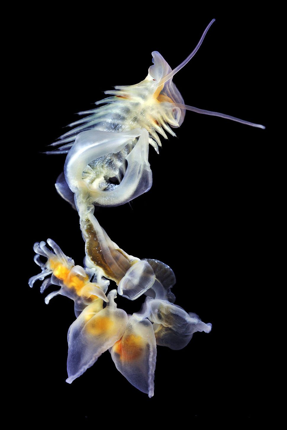 Bizarre Photos Of Underwater Worms Prove Nature Can Outdo Your Wildest Fantasies Huffpost 0564