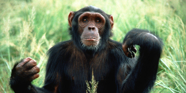 chimpanzee sounds mp3
