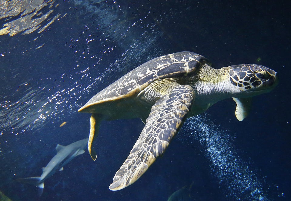 Hefty EnergyBag Program - Because Turtles Eat Plastic Bags