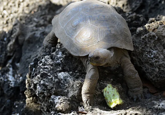 Hefty EnergyBag Program - Because Turtles Eat Plastic Bags