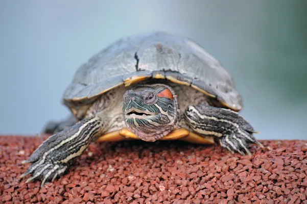 Hefty EnergyBag Program - Because Turtles Eat Plastic Bags