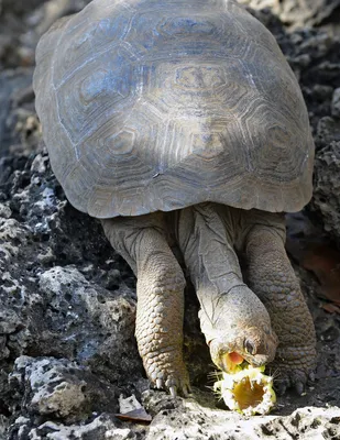 Hefty EnergyBag Program - Because Turtles Eat Plastic Bags