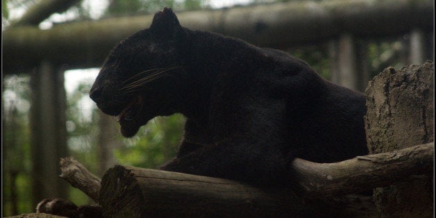 Black leopard lying on branch Our beautiful pictures are available