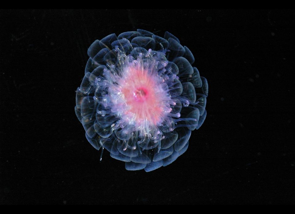Carnivorous Jellyfish (Athorybia rosacea)