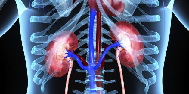 Kidneys is a collection of sciencepics