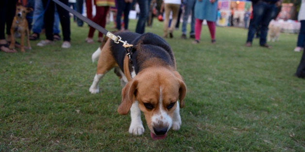 KOLKATA, INDIA - 2015/02/28: A cute dog joins the first pet convention in Kolkata, It is the Indias biggest Pet Convention, Pet Fed would engulf the animal lovers in the city of joy for two days this time with exciting and fun activities like pet walk, puppy therapy, pet games, pup cake baking, scooby doo mystery, musical performance and many more. The event also includes a prestigious dog parade. (Photo by Saikat Paul/Pacific Press/LightRocket via Getty Images)