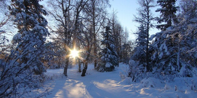 I was exploring Kincaid Park near Anchorage looking for Moose to photograph when I came upon this scene. It's actually a still photograph I took with my new video camera, the first time I've ever taken a photograph with a video camera! (I never found any Moose this day and this area is noted for its fairly large Moose population). I'm posting this image for my friend Gary who begged me to post more Winter Wonderland photographs since he so loves snow and ice and below zero temperatures but is tragically forced to live in the South where they have no real Winters. This post is for you, Gary!