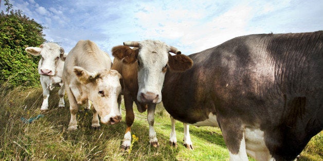 Close-up of cows in pasture against blue sky