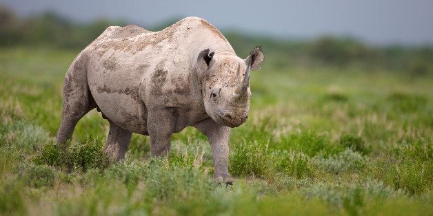 The black rhino is a browser, with a triangular-shaped upper lip ending in a mobile grasping point. It eats a large variety of vegetation, including leaves, buds and shoots of plants, bushes and trees.