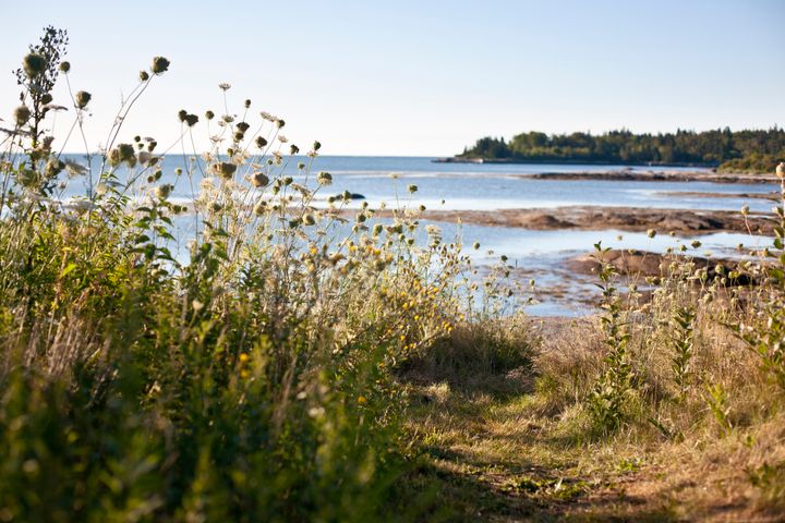 A pathway lined with white flowers leads to the ocean at sunrise.