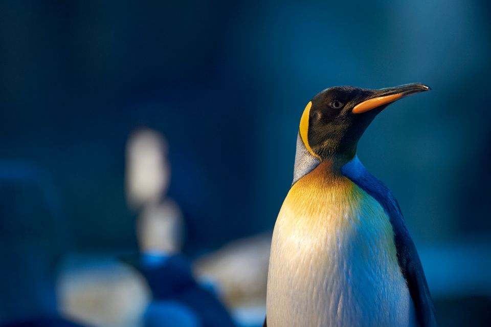 Denmark's Gay Penguins Become Fathers 
