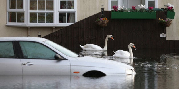 CHERTSEY, UNITED KINGDOM - JANUARY 08: Swans explore the Abbey Fields caravan park after the River Thames flooded on January 8, 2014 in Chersey, England. Parts of the United Kingdon are entering a third week of flooding and stormy conditions. (Photo by Peter Macdiarmid/Getty Images)