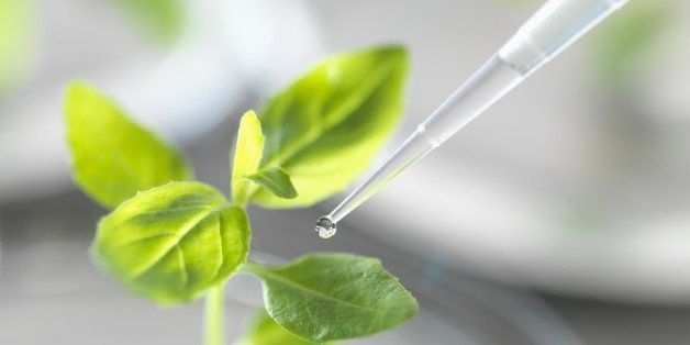 Biotechnology Research: Seedling growing in laboratory undergoing experiment