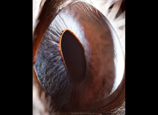 Your Beautiful Eyes' - Amazing Close-Up Photos Of Human Eyes By Suren  Manvelyan