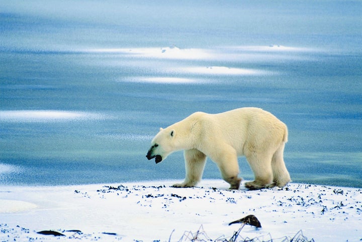 Polar Bears: A Life on Ice - NWF